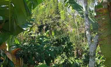 Dijual Tanah Perkebunan Kontur Terasering Cantik View Gunung