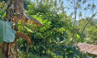 dijual tanah sanda pupuan tabanan