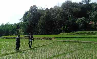 dijual tanah sawah