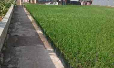 dijual tanah sawah di sukamanah cianjur