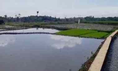 Dijual Tanah Sawah Produktif di Randibawa Kuningan
