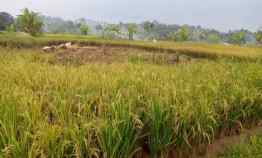 Dijual Tanah Sawah Produktif Murah