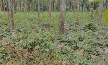 Dijual Tanah Murah Cocok untuk Ternak atau Inves 5500 meter