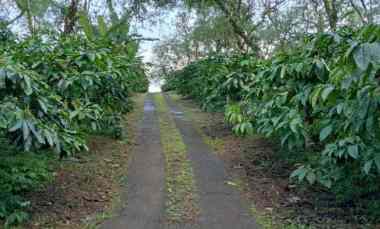 Perkebunan Kopi Produkti, 38.500m2, Lebar 200m, Busung Biu, Buleleng