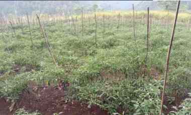 Tanah Kebun Luas Murah Strategis di Donomulyo Karangploso Malang