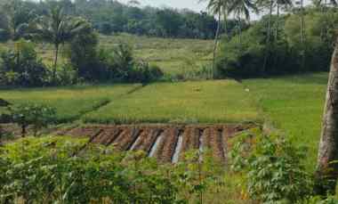 Dijual Tanah Sawah Panen Tiga Kali Air Bagus Ngalir jl Ada