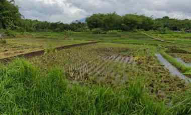 Tanah Dijual di Sindangsari, Leuwigoong, Garut Regency, West Java 44192 VXR3 V2P, Leuwigoong, Garut, Jawa Barat