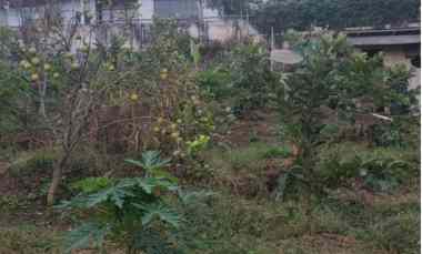 dijual tanah sontoloyo