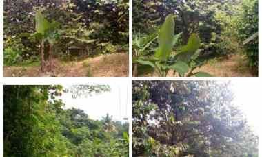 Kebun Produktif, sudah Ada Durian Nya, Parung Subang Jawa Barat