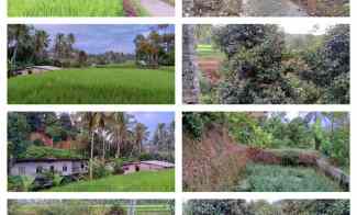 For Sale Tanah,ada Kebun Manggis, Sawah, Bekas Bangunan Vila,subang