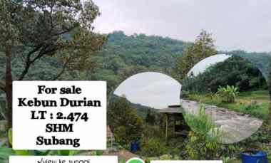 Kebun Durian, dekat Wisata Mata Air Panas, Subang Jawa Barat