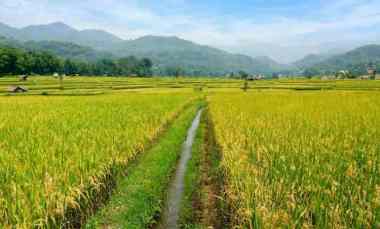 Sawah Produktif 5120 m2 SHM dengan Irigasi Panen 3x/tahun di Sumedang