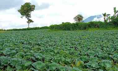 Dijual Tanah Jln Barus Jahe Kab. Karo O8iZ643o4i89