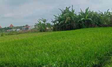 dijual tanah tanjung tirto