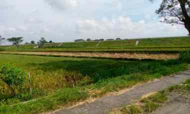 Dijual Sawah Kontur Tanah Datar dan Subur di Taskombang Manisrenggo