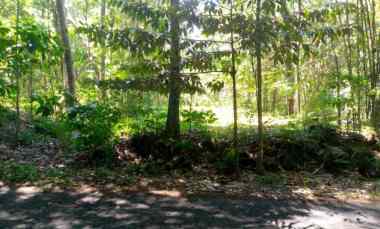 Dijual Tanah Tegalan Mangku Jalan Kepurun-panggang