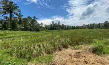 Dijual Tanah View Sawah dan Hutan di Wanagiri Selemadeg Tabanan Bali