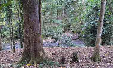 dijual tanah wanagiri selemadeg tabanan