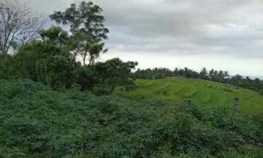 Disewakan Tanah Sawah View Laut dan Hamparan Persawahan Tempat Sejuk