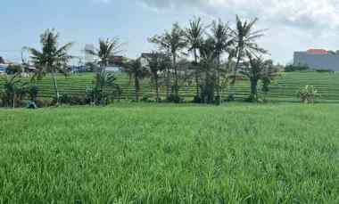 disewakan tanah dekat pantai lima munggu