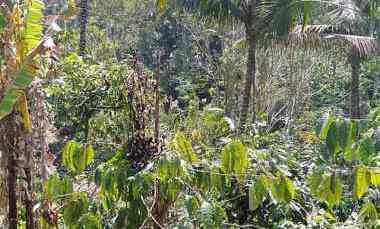 disewakan tanah desa angkah selemadeg