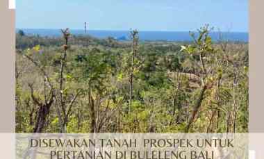 Disewakan Tanah Kebun Subur Harga Eklusif di Buleleng Bali