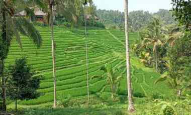 disewakan tanah gunung salak tabanan bali