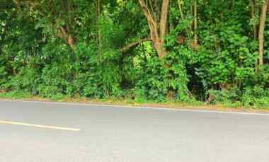 Disewakan Tanah 5000 m2 Pengalon - Padangbai Manggis Karangasem Bali