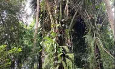 Leasehold Land With Jungle View in Kelabang Moding Ubud
