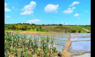 Disewakan Tanah 4500 m2 di Tibu Biu Tabanan dekat Pantai Pasut