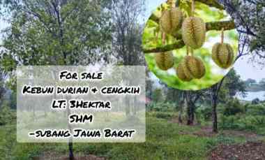 for sale kebun durian cengkih jalan cagak subang