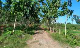 jual cepat tanah sawah 2100m sragen