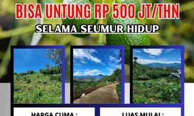 jual kebun alpukat bandung mulai berbuah