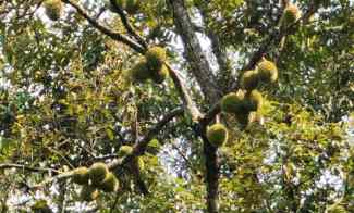 jual kebun durian 100 hektar di bogor