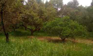 Jual Kebun Durian. dan Villa