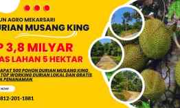 Jual Kebun Durian di Bogor