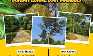 Jual Kebun Durian di Bogor