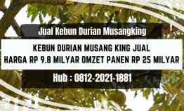 Jual Kebun Duriang Musangking Murah di Bogor