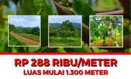 Jual Kebun Produktif Alpukat di Bandung