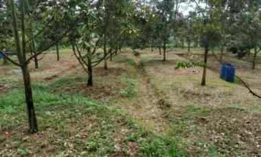 Jual Murah Kebun Durian Musang King di Jasinga