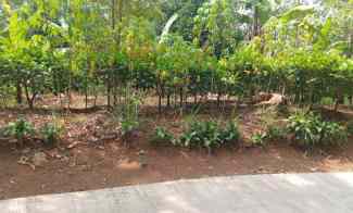 Jual Murah Tanah Kebun Teh dan Manggis