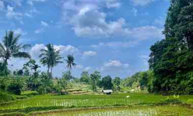 jual murah tanah sawah produktif di bojong purwakarta