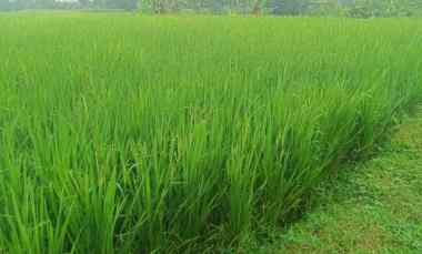 Jual Sawah. Buat Impes Beras