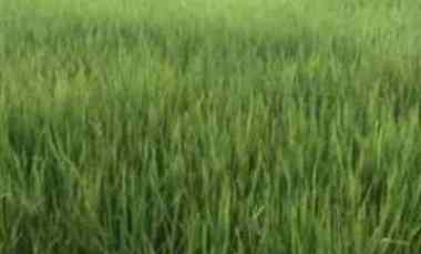 Jual Sawah dan Kebun