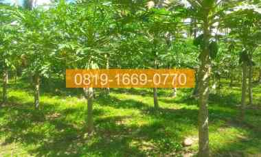 jual tanah denpasar gilimanuk 10575m2 94fe06