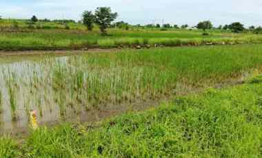 Jual Tanah Kavling Daerah Beton, Menganti