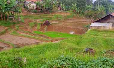 jual tanah kebun ples sawah