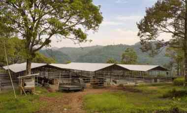 Jual Tanah Peternakan Sapi di Bogor Luas 7,5 Ha