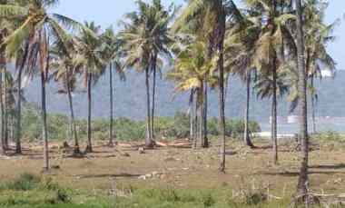 Jual Tanah Pinggir Pantai Banten