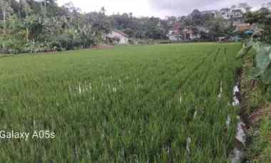 Jual Tanah Sawah Ples Kolam Ikan Udah Ada Gajebonya